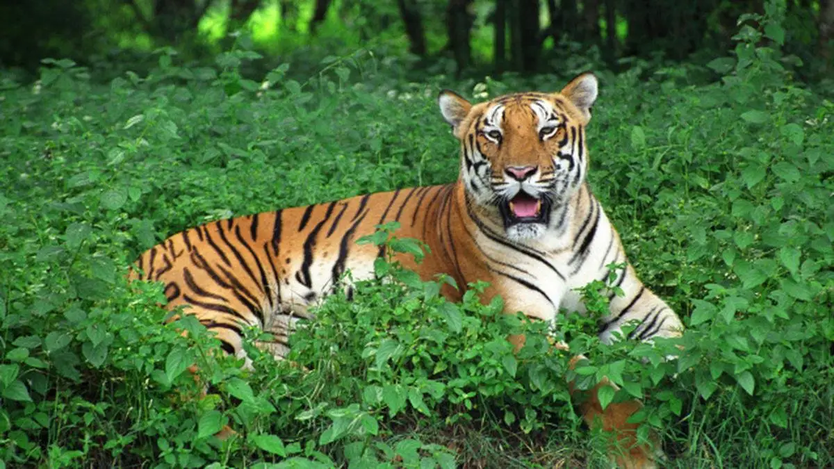 Similipal Tiger